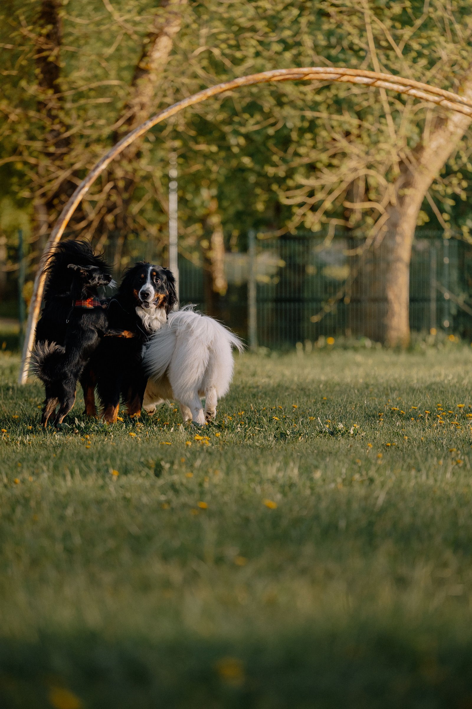Pet park at Orchid Life, Gunjur