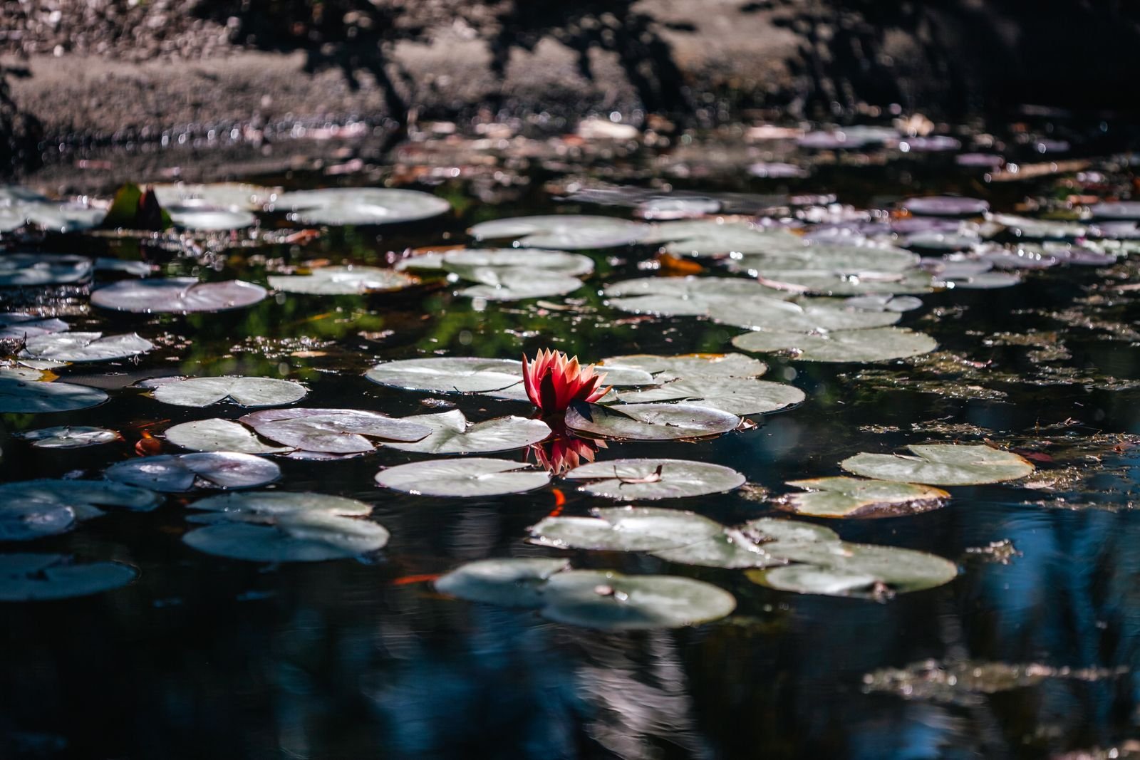 Lily pond at Orchid Life, Gunjur